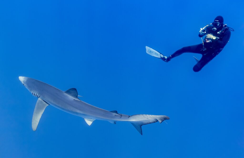 Ein langer, schlanker Blauhai zieht diagonal durchs Blau, die spitze Schnauze, die lange Brustflosse und der Schwanz gut sichtbar, während ein Taucher im schwarzen Anzug ihn von oben fotografiert