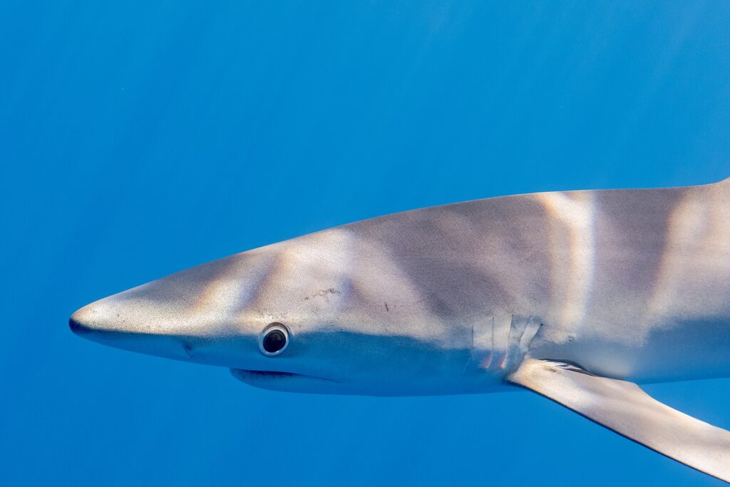 Nahaufnahme des Kopfs eines Blauhais im Profil in gleichmäßig blauem Wasser, die lange, kegelförmige Schnauze, das große runde Auge mit hellem Ring, die Kiemenspalten und der Ansatz einer langen Brustflosse