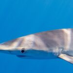 Nahaufnahme des Kopfs eines Blauhais im Profil in gleichmäßig blauem Wasser, die lange, kegelförmige Schnauze, das große runde Auge mit hellem Ring, die Kiemenspalten und der Ansatz einer langen Brustflosse