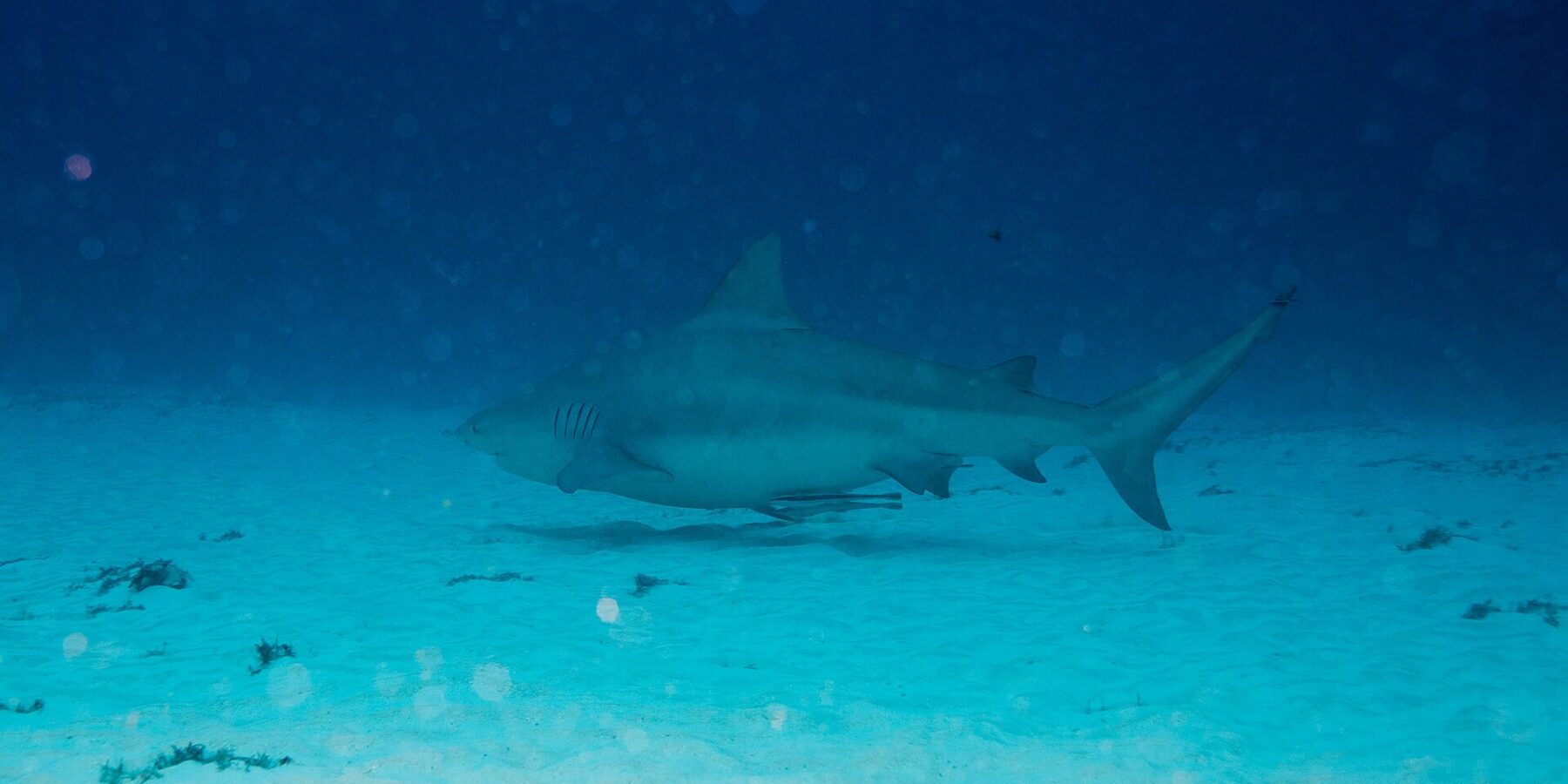 Ein grauer, gedrungener Bullenhai im Profil schwimmt dicht über einem weißen Sandgrund mit vereinzelten Algenbüscheln, darüber dunkles Blau