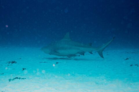 Ein grauer, gedrungener Bullenhai im Profil schwimmt dicht über einem weißen Sandgrund mit vereinzelten Algenbüscheln, darüber dunkles Blau