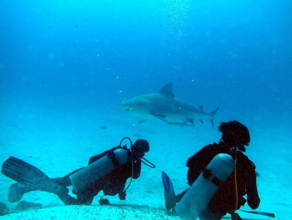Zwei Taucher von hinten auf weißem Sand, einer liegend, einer kniend, sehen über sich einen großen Bullenhai im Profil vorbeiziehen, mit einem Schiffshalter unter dem Bauch, in leuchtend blauem Wasser