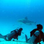 Zwei Taucher von hinten auf weißem Sand, einer liegend, einer kniend, sehen über sich einen großen Bullenhai im Profil vorbeiziehen, mit einem Schiffshalter unter dem Bauch, in leuchtend blauem Wasser