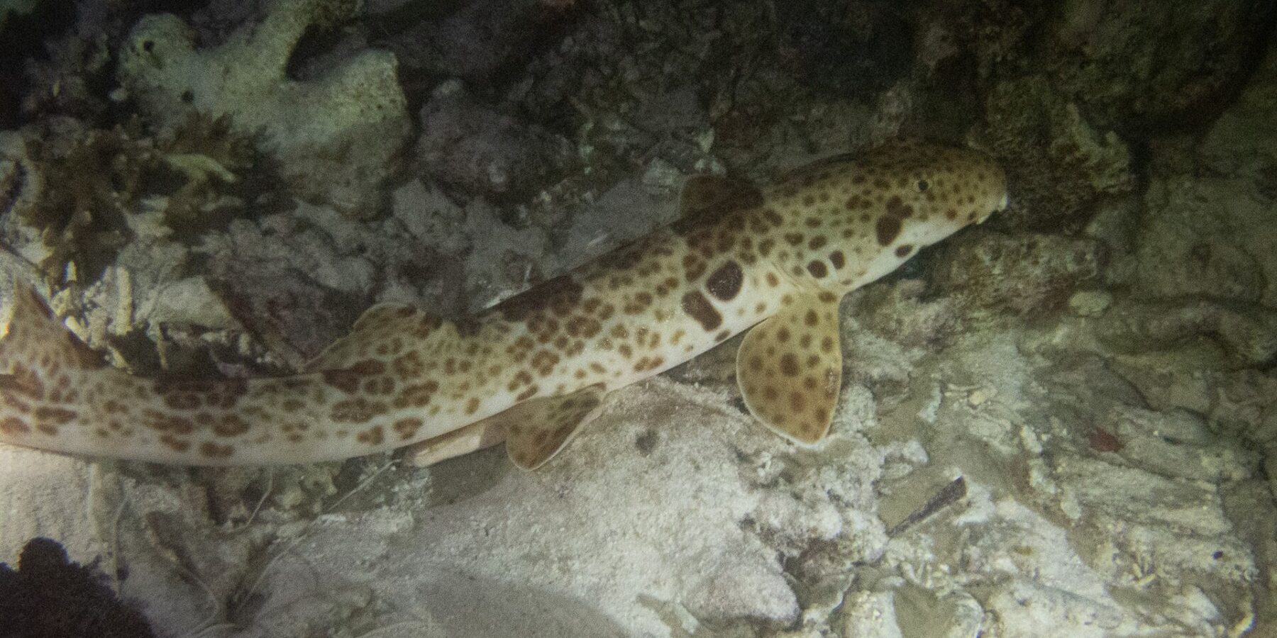 Ein Raja-Ampat-Epaulettenhai nachts am Grund zwischen Sand und Korallenschutt, den Kopf nach rechts: cremefarbener Körper mit braunen Flecken, ein großer dunkler Fleck über der Brustflosse und paddelförmige Flossen, auf den Grund gestützt