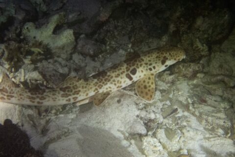 Ein Raja-Ampat-Epaulettenhai nachts am Grund zwischen Sand und Korallenschutt, den Kopf nach rechts: cremefarbener Körper mit braunen Flecken, ein großer dunkler Fleck über der Brustflosse und paddelförmige Flossen, auf den Grund gestützt