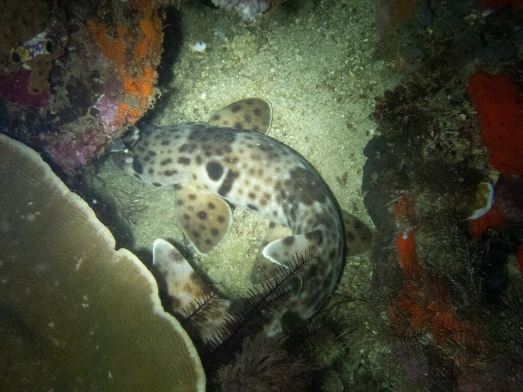 Ein Raja-Ampat-Epaulettenhai liegt nachts eingerollt auf dem Sand zwischen einer Tischkoralle und roten Schwämmen: hinter dem Kopf ein großer, hell gesäumter schwarzer Fleck, dazu breite, gefleckte Brust- und Bauchflossen