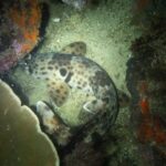 Ein Raja-Ampat-Epaulettenhai liegt nachts eingerollt auf dem Sand zwischen einer Tischkoralle und roten Schwämmen: hinter dem Kopf ein großer, hell gesäumter schwarzer Fleck, dazu breite, gefleckte Brust- und Bauchflossen