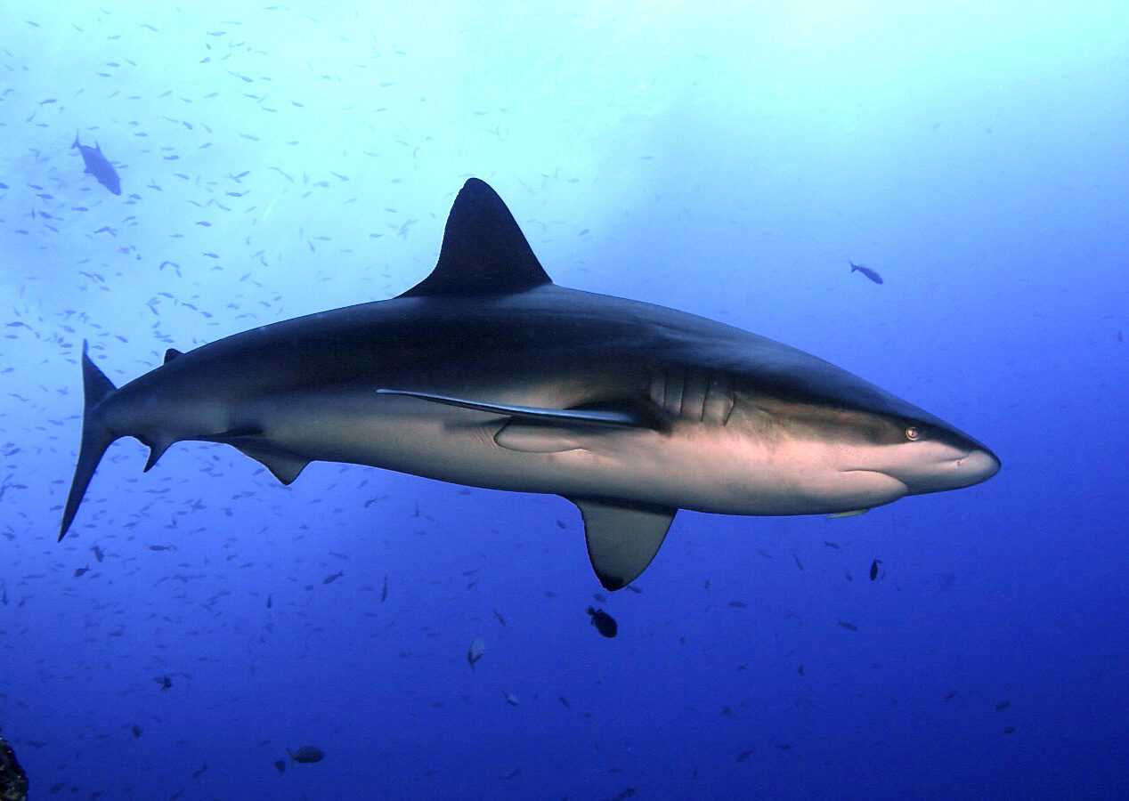 Ein Galapagoshai schwimmt im Profil durchs Blau inmitten einer Wolke kleiner Fische: hohe erste Rückenflosse, graubrauner Rücken, weißer Bauch, breite, abgerundete Schnauze