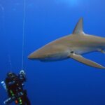 Ein großer Galapagoshai zieht ganz nah an Kreislauftauchern vorbei, die an einer Leine im Blau hängen, seine lange Brustflosse und seine hohe Rückenflosse gut sichtbar