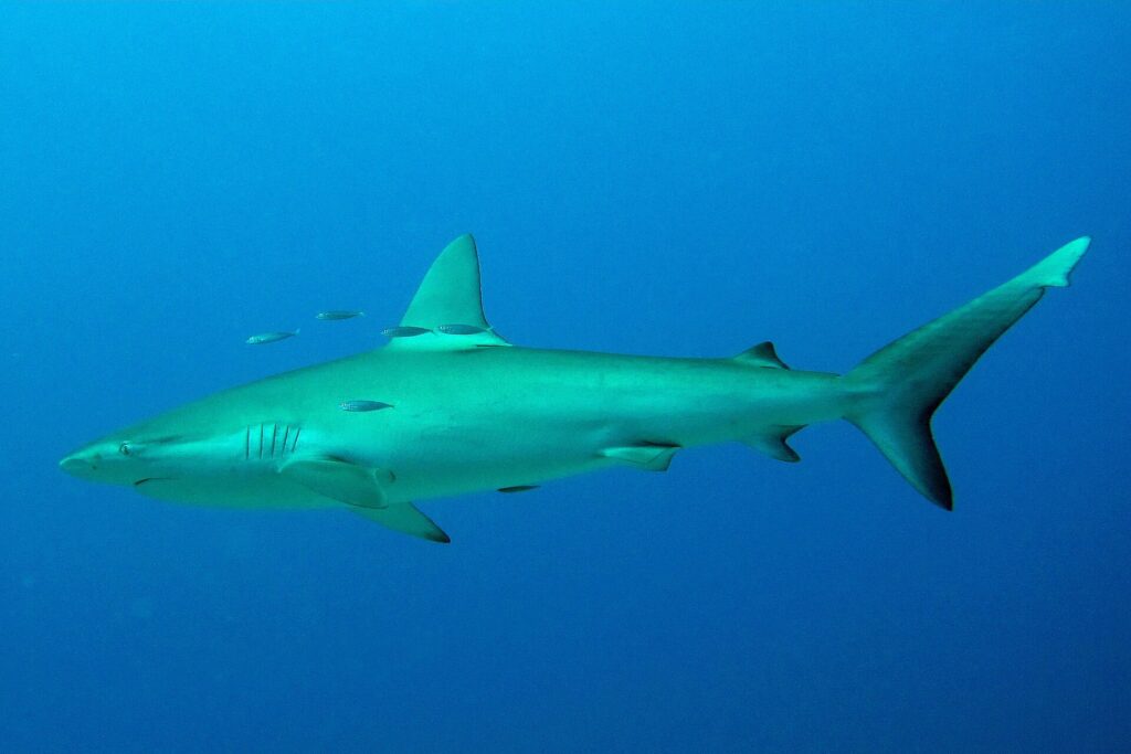 Ein Galapagoshai im Profil im blauen Freiwasser, einige kleine silberne Fische um seine Rückenflosse: spindelförmiger Körper, hohe, leicht sichelförmige erste Rückenflosse, kleine zweite Rückenflosse, langer Schwanz