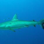 Ein Galapagoshai im Profil im blauen Freiwasser, einige kleine silberne Fische um seine Rückenflosse: spindelförmiger Körper, hohe, leicht sichelförmige erste Rückenflosse, kleine zweite Rückenflosse, langer Schwanz