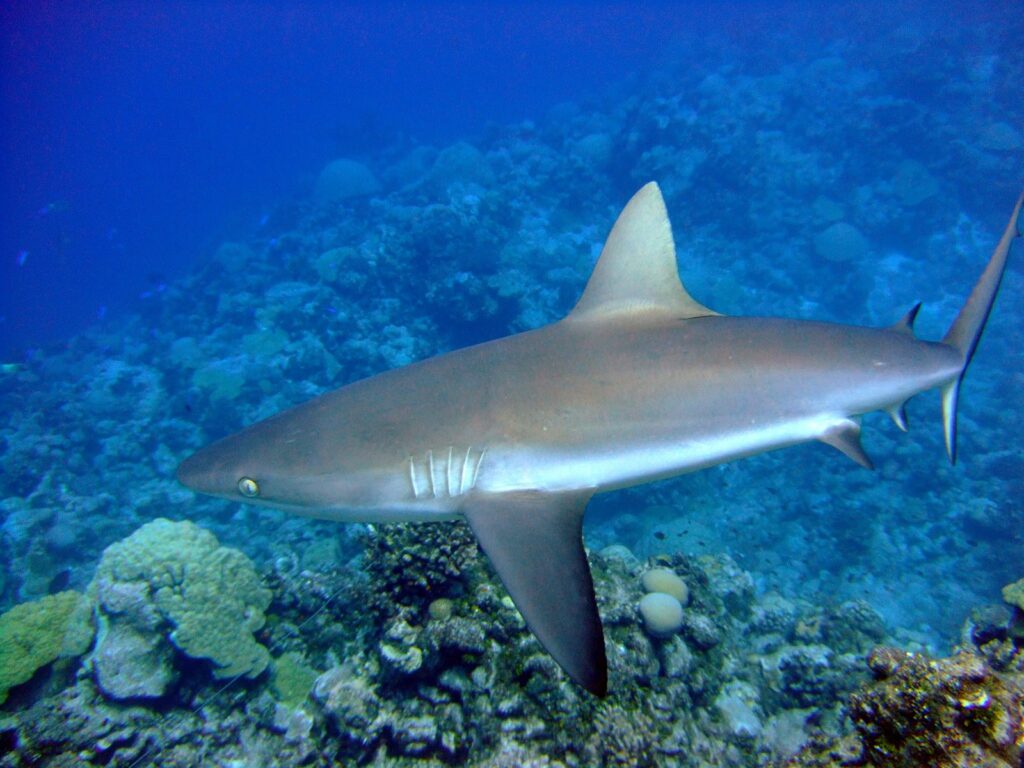 Ein Grauer Riffhai im Profil, bronzefarbener Rücken, weißer Bauch und schwarz gesäumte Schwanzflosse, gleitet in blauem Wasser über ein Korallenriff.