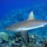 Ein Grauer Riffhai im Profil, bronzefarbener Rücken, weißer Bauch und schwarz gesäumte Schwanzflosse, gleitet in blauem Wasser über ein Korallenriff.
