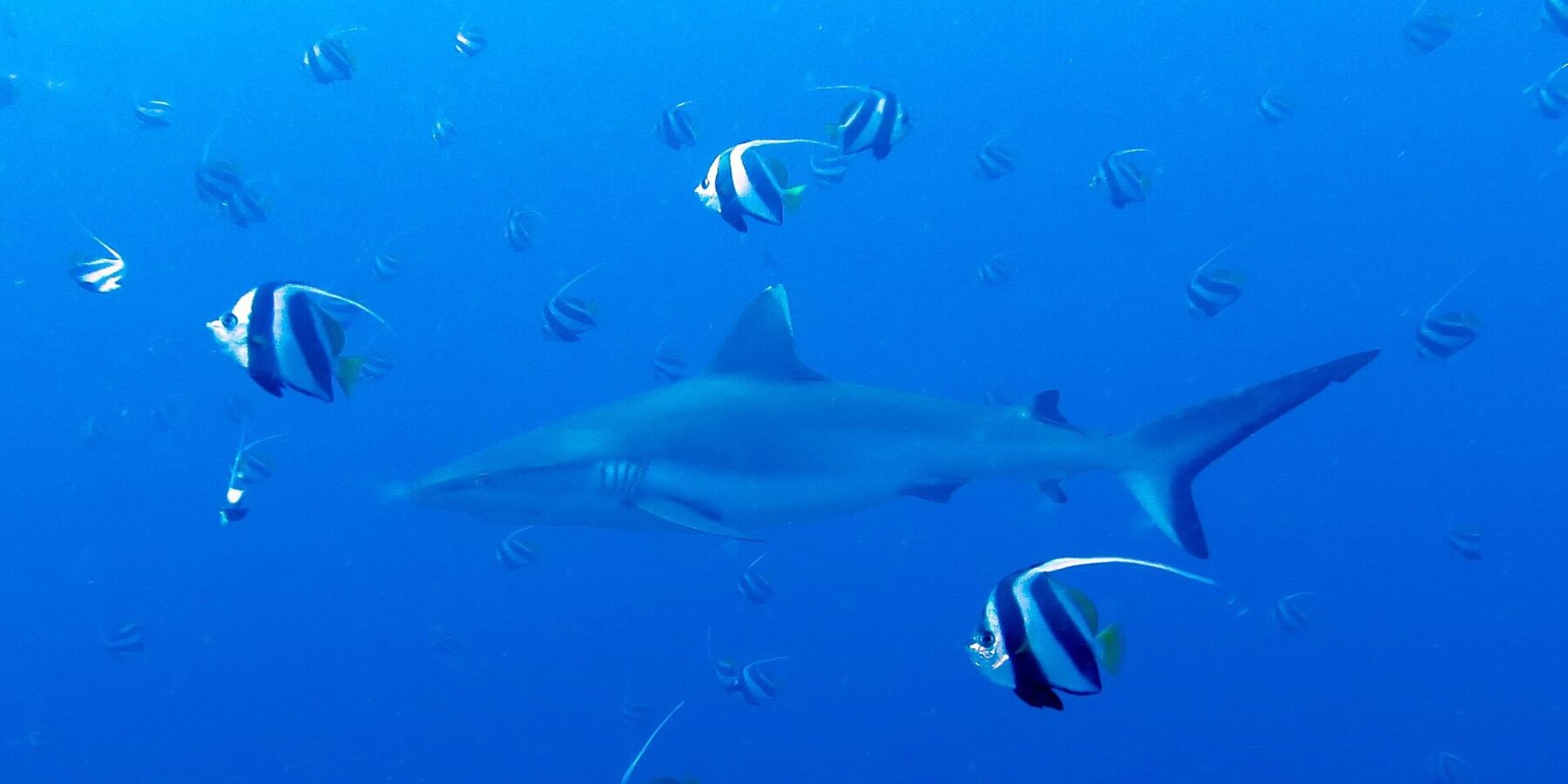 Ein Grauer Riffhai schwimmt im Blau inmitten eines Schwarms schwarz-weißer Wimpelfische