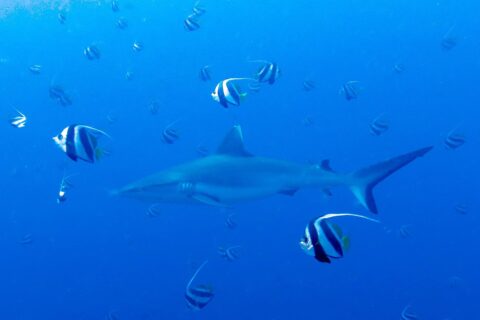 Ein Grauer Riffhai schwimmt im Blau inmitten eines Schwarms schwarz-weißer Wimpelfische
