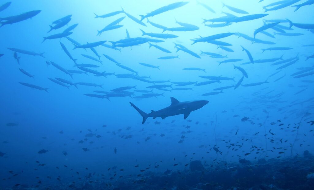 Die Silhouette eines Grauen Riffhais zieht unter einem großen Barrakudaschwarm vorbei, über einem Riff voller kleiner Fische