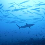 Die Silhouette eines Grauen Riffhais zieht unter einem großen Barrakudaschwarm vorbei, über einem Riff voller kleiner Fische