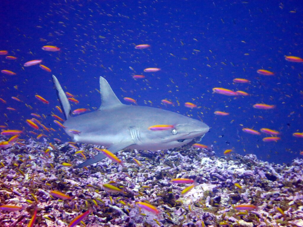Ein Grauer Riffhai schwimmt halb von vorn dicht über einem Riff, inmitten einer Wolke orangefarbener Fahnenbarsche: breite, abgerundete Schnauze, großes Auge, einfarbig graue erste Rückenflosse, Hinterkante des Schwanzes schwarz gesäumt