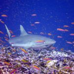 Ein Grauer Riffhai schwimmt halb von vorn dicht über einem Riff, inmitten einer Wolke orangefarbener Fahnenbarsche: breite, abgerundete Schnauze, großes Auge, einfarbig graue erste Rückenflosse, Hinterkante des Schwanzes schwarz gesäumt