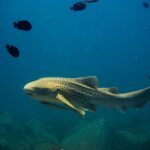 Ein erwachsener Zebrahai, sandgelber Körper mit dunklen Flecken und langer, angehobener Schwanz, schwimmt im blauen Freiwasser nach links, ein Schiffshalter unter dem Bauch, einige schwarze Fische darüber und unscharfe Felsen darunter