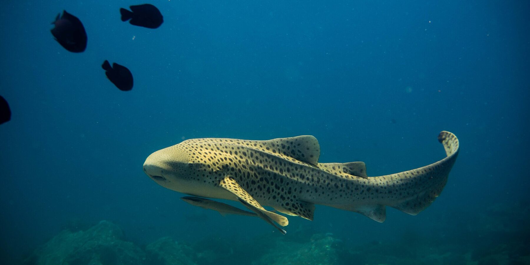 Ein erwachsener Zebrahai, sandgelber Körper mit dunklen Flecken und langer, angehobener Schwanz, schwimmt im blauen Freiwasser nach links, ein Schiffshalter unter dem Bauch, einige schwarze Fische darüber und unscharfe Felsen darunter