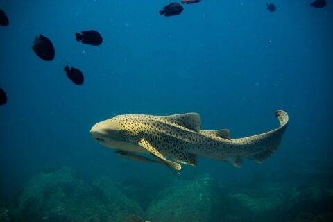 Ein erwachsener Zebrahai, sandgelber Körper mit dunklen Flecken und langer, angehobener Schwanz, schwimmt im blauen Freiwasser nach links, ein Schiffshalter unter dem Bauch, einige schwarze Fische darüber und unscharfe Felsen darunter