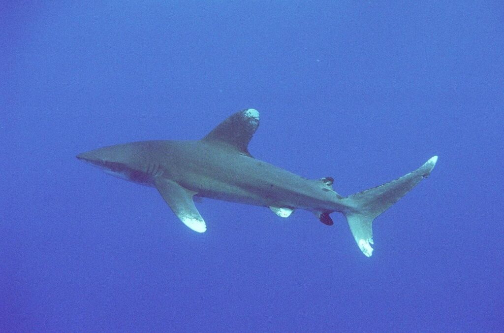 Ein Weißspitzen-Hochseehai im Profil im blauen Freiwasser: hohe, abgerundete erste Rückenflosse, lange Brustflossen, weiße, gefleckte Spitzen an Rückenflosse, Brustflossen und Schwanzlappen