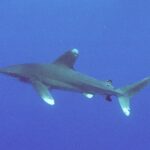 Ein Weißspitzen-Hochseehai im Profil im blauen Freiwasser: hohe, abgerundete erste Rückenflosse, lange Brustflossen, weiße, gefleckte Spitzen an Rückenflosse, Brustflossen und Schwanzlappen