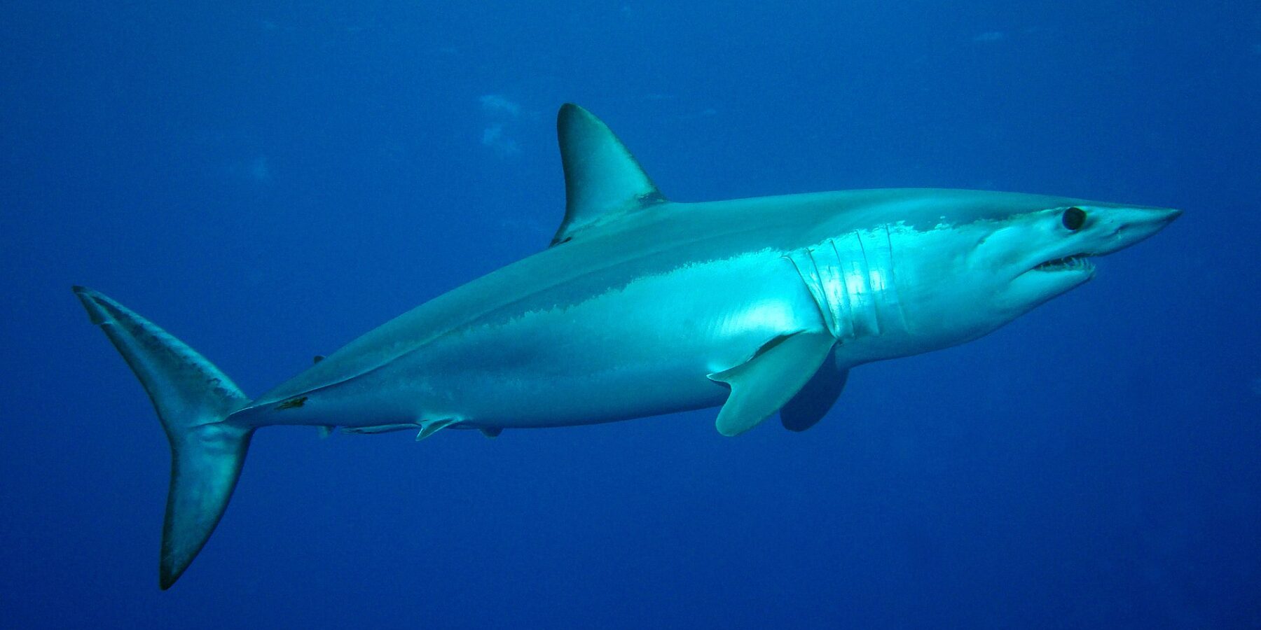 Ein Kurzflossen-Mako von der Seite, mit metallisch blauem Rücken und weißem Bauch, spitzer Schnauze, sichtbaren Zähnen und großem schwarzem Auge, im Blau der Condor-Bank