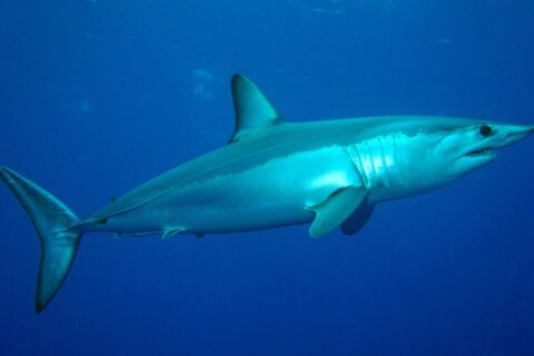 Ein Kurzflossen-Mako von der Seite, mit metallisch blauem Rücken und weißem Bauch, spitzer Schnauze, sichtbaren Zähnen und großem schwarzem Auge, im Blau der Condor-Bank