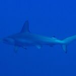 Ein Bogenstirn-Hammerhai, von der Seite und leicht von unten gesehen, schwimmt von links nach rechts durch gleichmäßiges Blau