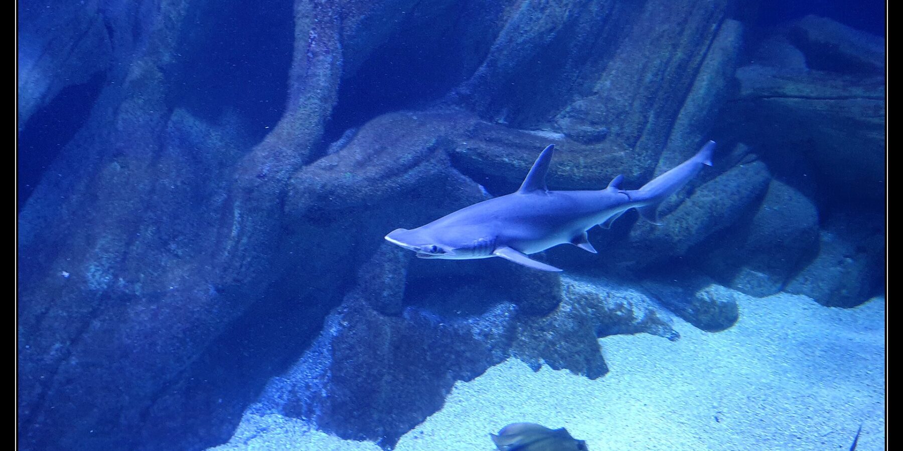 Ein Glatter Hammerhai schwimmt im Profil, den Kopf links, im blauen Becken eines Aquariums: der abgeflachte Hammerkopf mit dem Auge am Ende, eine hohe Rückenflosse und der helle Bauch; ein Rochen und ein anderer Hai ziehen unten über den Sand