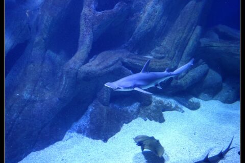 Ein Glatter Hammerhai schwimmt im Profil, den Kopf links, im blauen Becken eines Aquariums: der abgeflachte Hammerkopf mit dem Auge am Ende, eine hohe Rückenflosse und der helle Bauch; ein Rochen und ein anderer Hai ziehen unten über den Sand