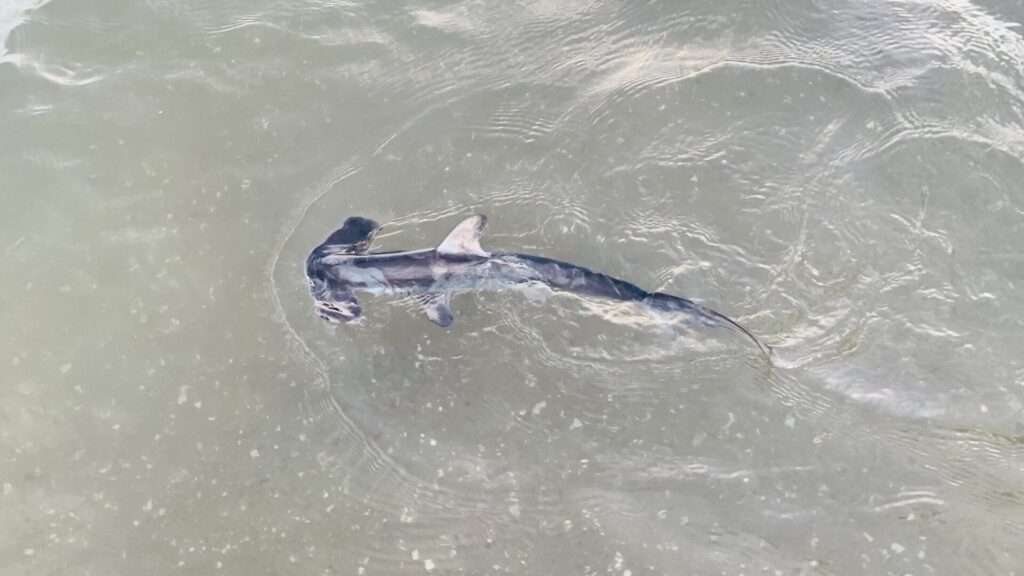 Ein junger Glatter Hammerhai von oben in grünem, flachem Wasser, der Hammerkopf links, Rückenflosse und Brustflossen ausgebreitet