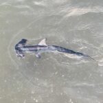 Ein junger Glatter Hammerhai von oben in grünem, flachem Wasser, der Hammerkopf links, Rückenflosse und Brustflossen ausgebreitet