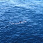 Ein Glatter Hammerhai von oben, direkt unter der Oberfläche eines blauen Meeres, die Rückenflosse aus dem Wasser und der Hammerkopf gut sichtbar vor ihm