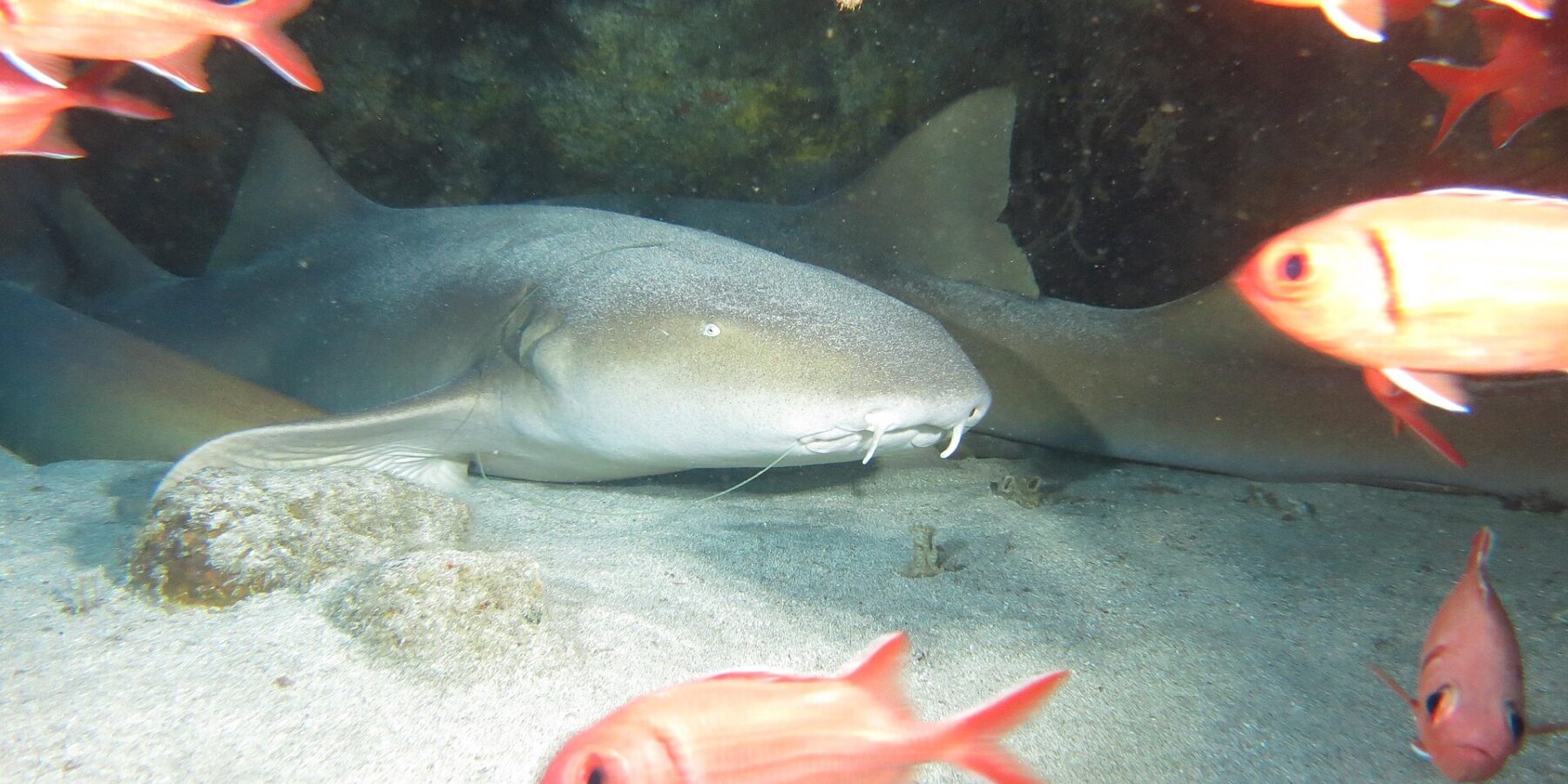 Mehrere Ammenhaie liegen auf dem Sand unter einem Felsüberhang, der vorderste zeigt seinen breiten, flachen Kopf, sein kleines Auge und seine zwei langen Barteln, vor roten Soldatenfischen