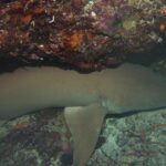 Ein einheitlich brauner Gelbbrauner Ammenhai liegt am Grund unter einem Überhang aus roten und rosa Korallen, rechts zwei kleine orange Fische
