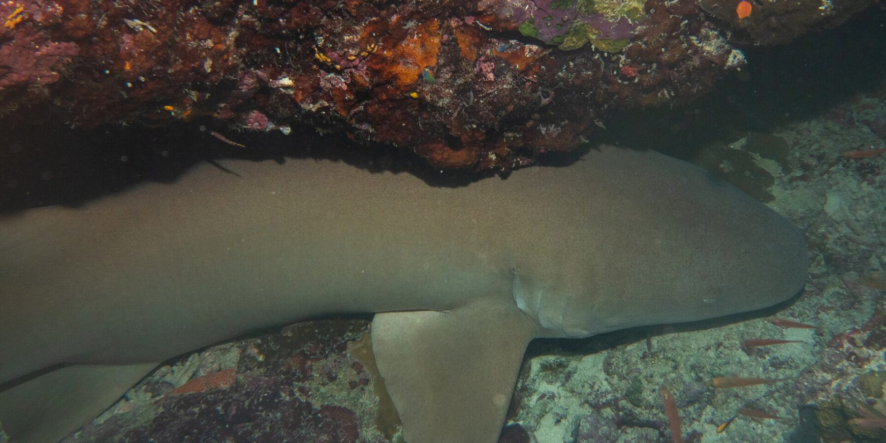 Ein einheitlich brauner Gelbbrauner Ammenhai liegt am Grund unter einem Überhang aus roten und rosa Korallen, rechts zwei kleine orange Fische