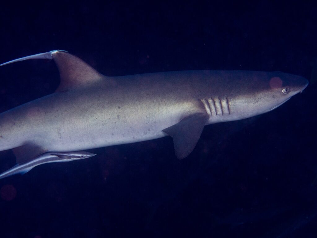 Ein grauer Weißspitzen-Riffhai im Profil, Kopf nach rechts, Rückenflosse und Kiemenspalten gut sichtbar, ein Schiffshalter unter dem Bauch, vor dunklem Wasser.