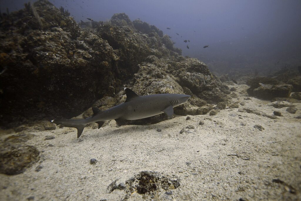 Ein Weißspitzen-Riffhai schwimmt im Profil dicht über dem Sand an einem Felsriff entlang, die weißen Spitzen der ersten Rückenflosse und des oberen Schwanzlappens gut sichtbar