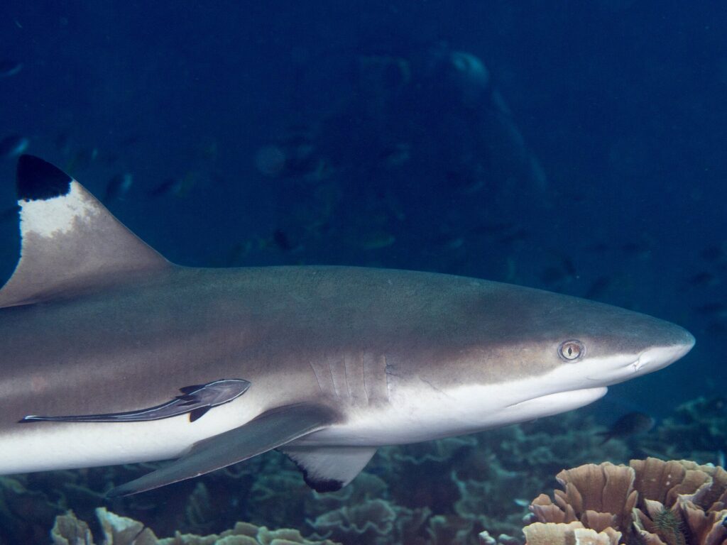 Ein Schwarzspitzen-Riffhai in Nahaufnahme im Profil, Kopf nach rechts, schwarz gespitzte Rückenflosse und ein Schiffshalter an der Flanke, entlang salatförmiger Korallen vor dunkelblauem Wasser.