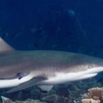Ein Schwarzspitzen-Riffhai in Nahaufnahme im Profil, Kopf nach rechts, schwarz gespitzte Rückenflosse und ein Schiffshalter an der Flanke, entlang salatförmiger Korallen vor dunkelblauem Wasser.