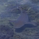 Ein Schwarzspitzen-Riffhai, von oben durch die Oberfläche gesehen, schwimmt in sehr flachem Wasser über Lederkorallen, die schwarze Schwanzspitze gut sichtbar, in diffusem Licht.