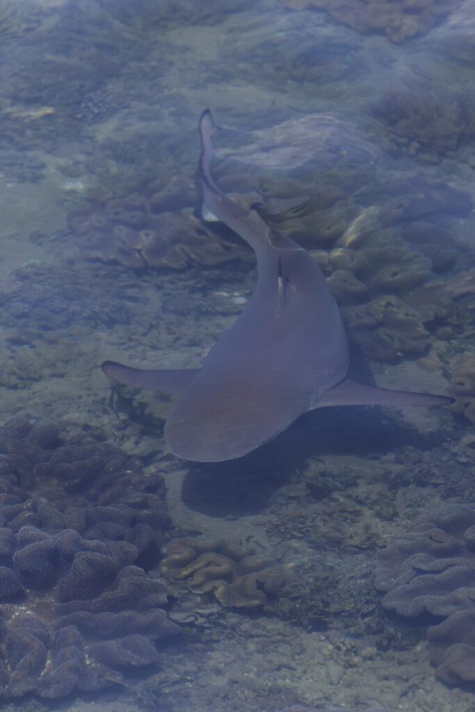 Ein Schwarzspitzen-Riffhai, von oben durch die Oberfläche gesehen, schwimmt in sehr flachem Wasser über Lederkorallen, die schwarze Schwanzspitze gut sichtbar, in diffusem Licht.