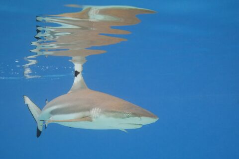 Ein Schwarzspitzen-Riffhai schwimmt knapp unter der Oberfläche in blauem Wasser, die schwarze Spitze seiner ersten Rückenflosse reicht bis an die Oberfläche, wo sich ihr Spiegelbild abzeichnet, die schwarze Spitze des unteren Schwanzlappens gut sichtbar