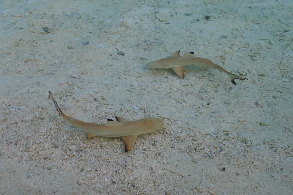 Zwei junge Schwarzspitzen-Riffhaie von oben in sehr flachem, klarem Wasser über Sand und Korallenschutt, die schwarzen Spitzen ihrer Flossen gut sichtbar