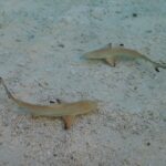 Zwei junge Schwarzspitzen-Riffhaie von oben in sehr flachem, klarem Wasser über Sand und Korallenschutt, die schwarzen Spitzen ihrer Flossen gut sichtbar