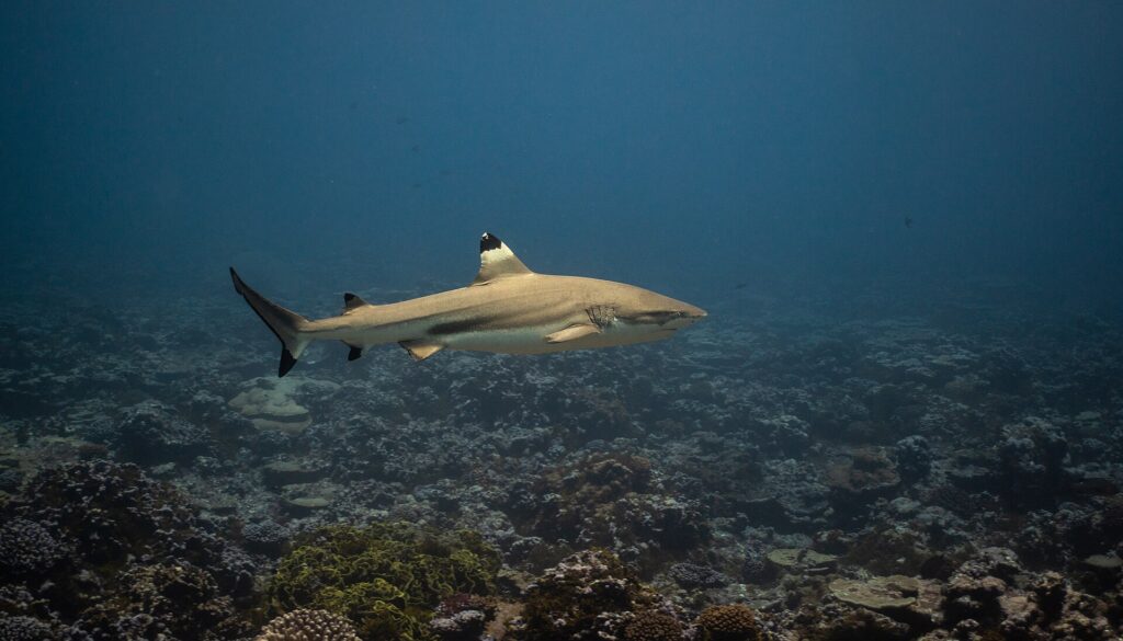 Ein Schwarzspitzen-Riffhai schwimmt im Profil über einem Korallenriff, die schwarze Spitze der ersten Rückenflosse von einem hellen Band abgesetzt, die übrigen Flossen und der untere Schwanzlappen mit schwarzem Ende, an der Flanke ein dunkles, dann ein helles Band