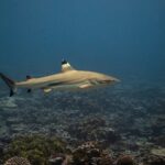 Ein Schwarzspitzen-Riffhai schwimmt im Profil über einem Korallenriff, die schwarze Spitze der ersten Rückenflosse von einem hellen Band abgesetzt, die übrigen Flossen und der untere Schwanzlappen mit schwarzem Ende, an der Flanke ein dunkles, dann ein helles Band
